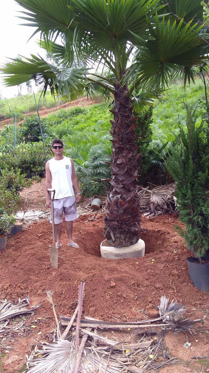Comprar Palmeira Washingtonia Robusta- Mudas e Adulta - Luan