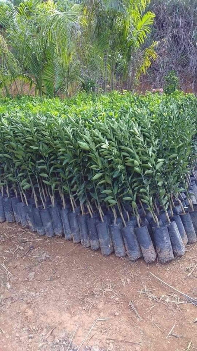 Comprar Plantas em Dona Euzebia Plantas Adultas - Luan Reflorestamento